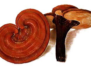 reishi.jpg